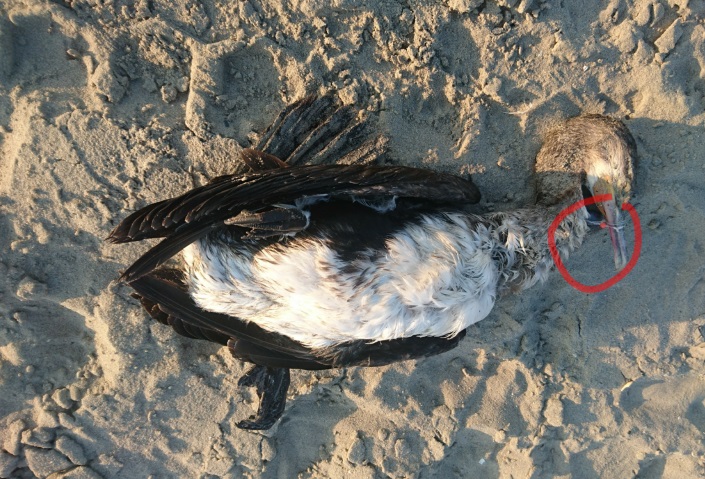 Vogel gestorven door visdraad