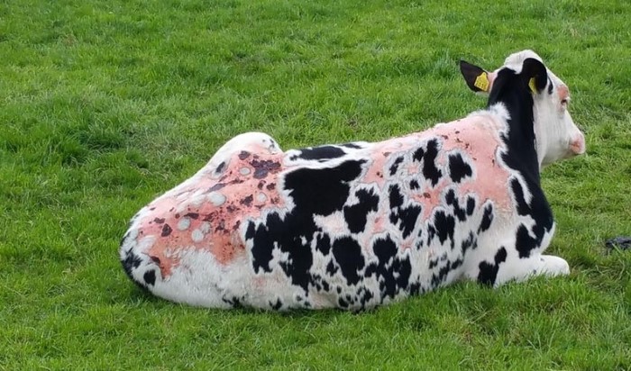 Dierenpolitie treft koe met springvuur aan