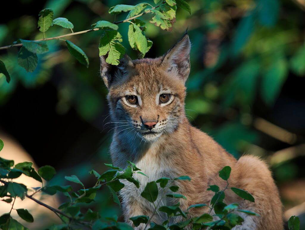 Lynx valt mensen en honden aan bij Nieuwlandsedijk