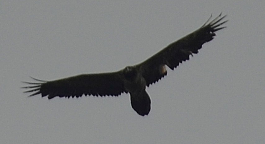 Grootste vogel van Europa boven haven van Hoek van Holland