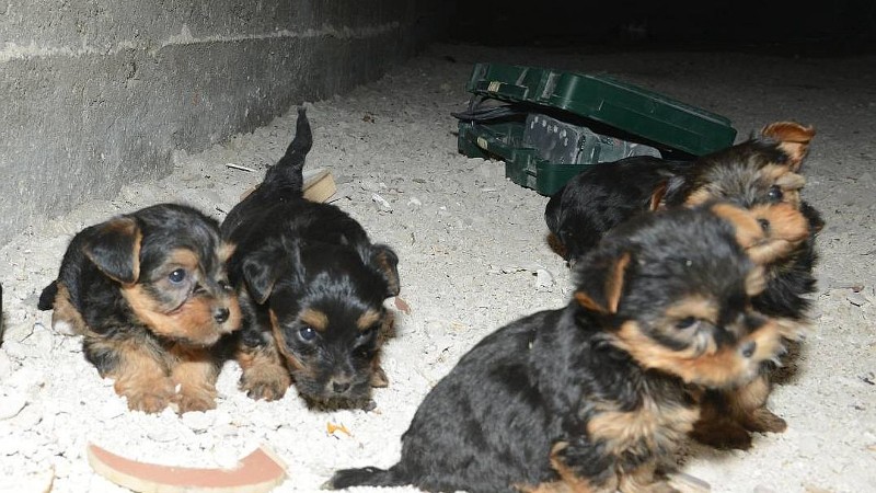 Achttien puppies van broodfokkers in beslag genomen