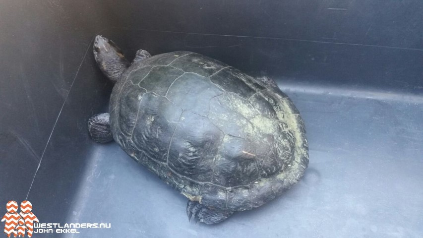 Gevonden schildpad wegbrengen levert problemen op