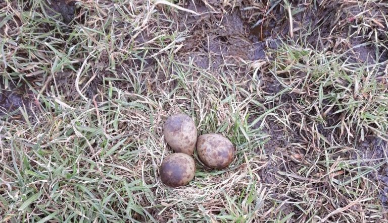 De eerste eieren zijn gevonden!