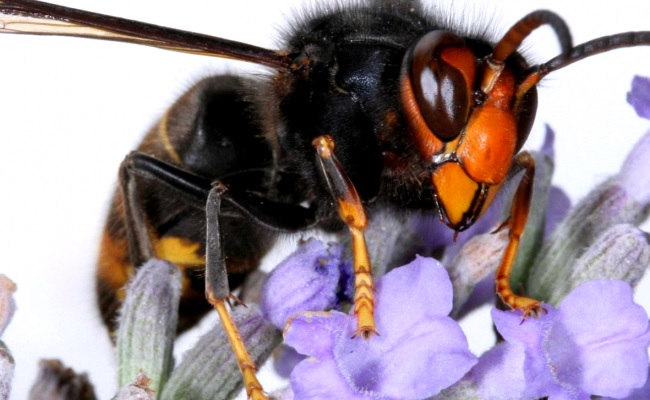 Aziatische hoornaar rukt op in Nederland