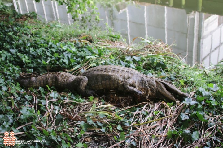Krokodil in de sloot aan de Ockenburghlaan