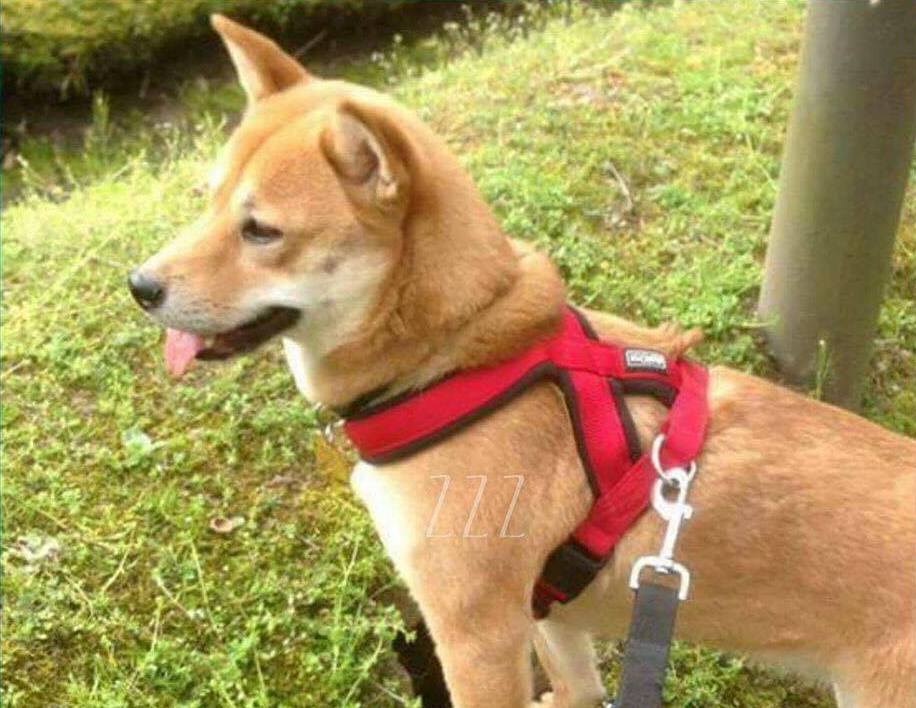 Vermiste hond Kirsha gevonden