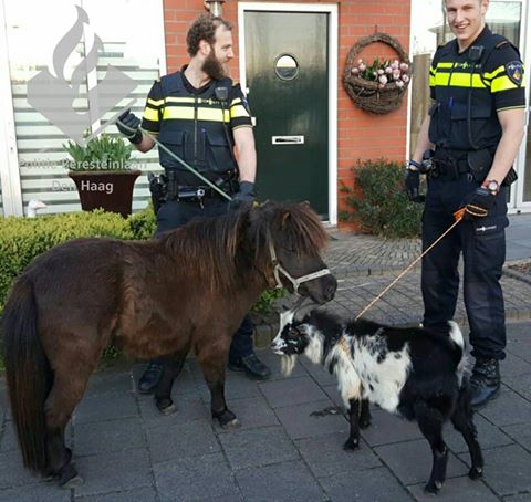 Agenten op jacht naar pony en geit