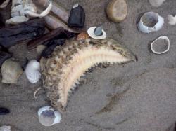Zeemuizen aangespoeld op het strand