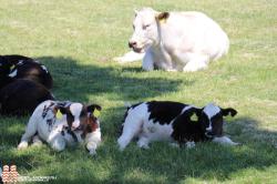Gekke koeienziekte aangetroffen bij rund op boerderij