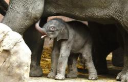 Aziatische olifant geboren in Blijdorp
