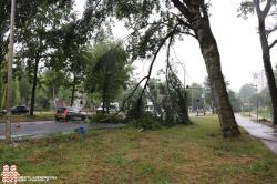 Afgebroken boomtak versperd weg op Lozerlaan