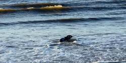 Zeehonden op bezoek bij Molenslag